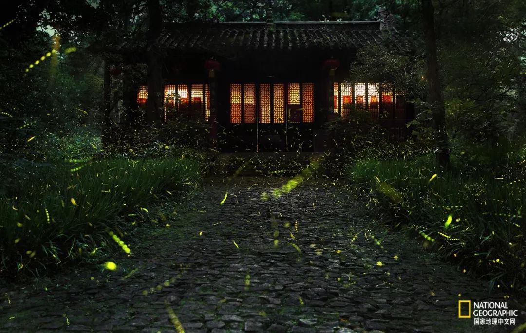 南京古寺看萤火,南京萤火虫在灵谷寺还是明孝陵