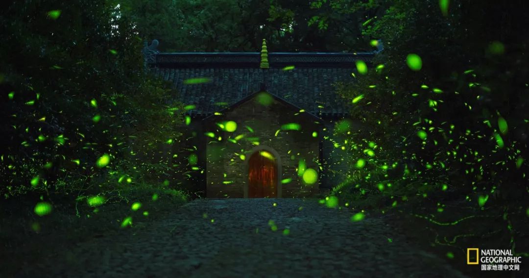 南京古寺看萤火,南京萤火虫在灵谷寺还是明孝陵
