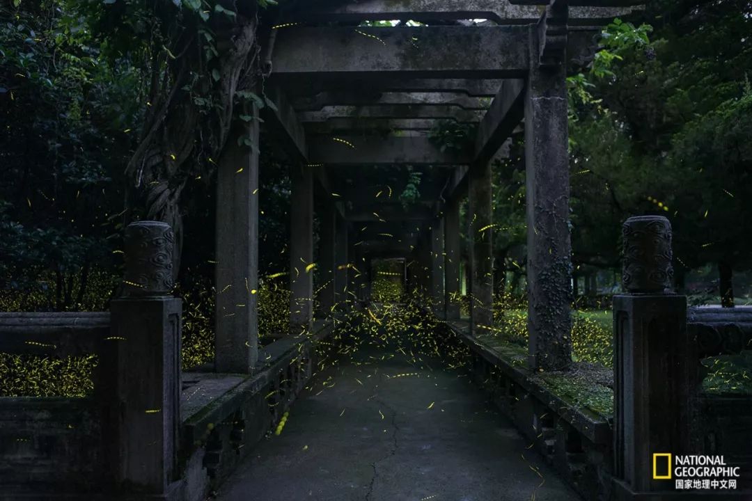南京古寺看萤火,南京萤火虫在灵谷寺还是明孝陵