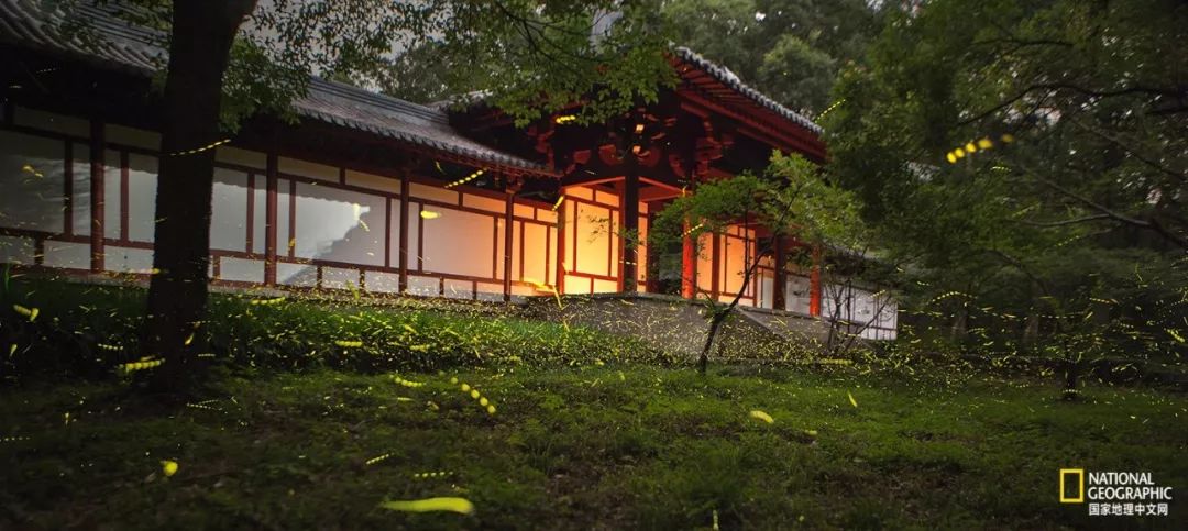 南京古寺看萤火,南京萤火虫在灵谷寺还是明孝陵