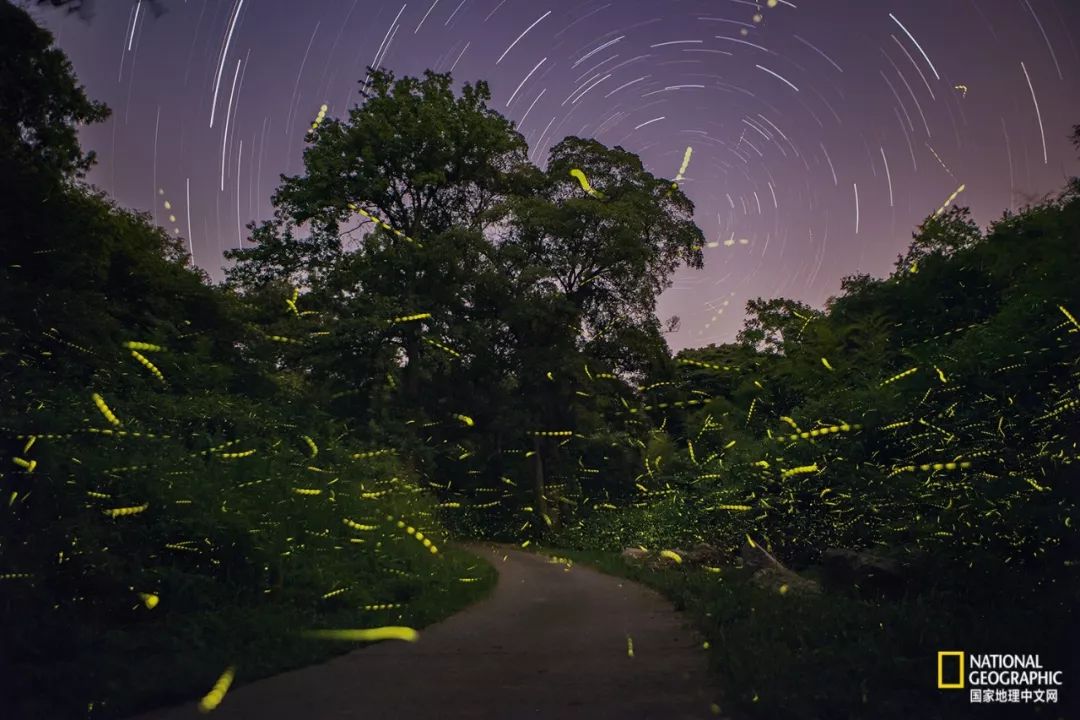 南京古寺看萤火,南京萤火虫在灵谷寺还是明孝陵