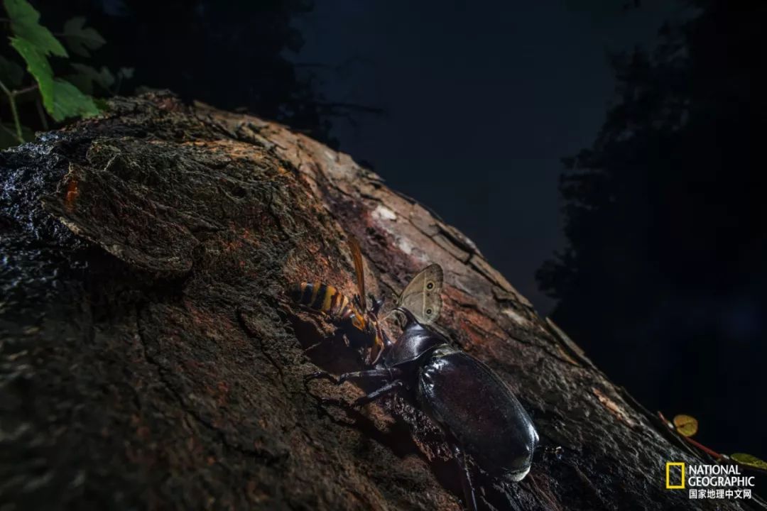 南京古寺看萤火,南京萤火虫在灵谷寺还是明孝陵