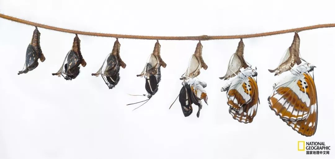 南京古寺看萤火,南京萤火虫在灵谷寺还是明孝陵