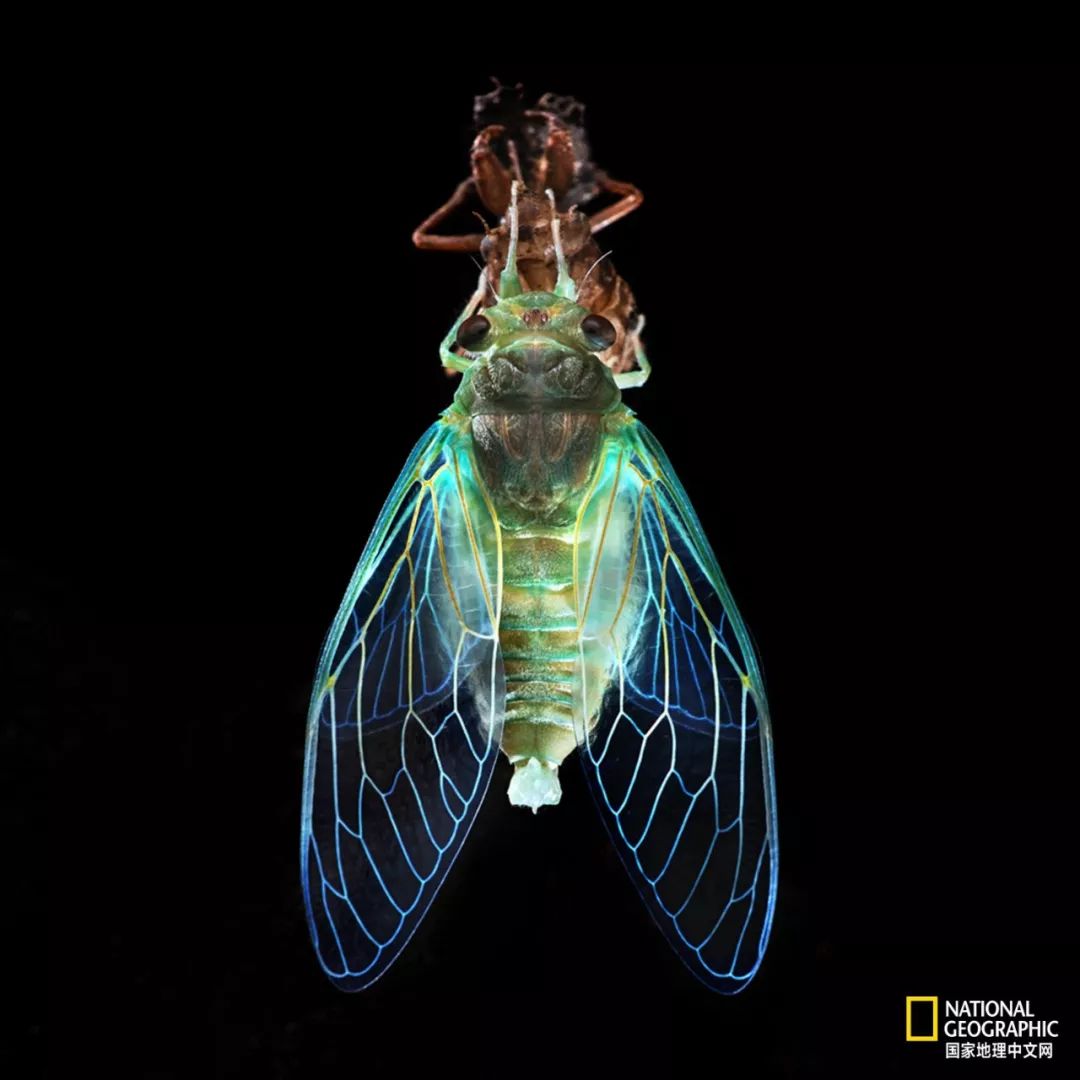 南京古寺看萤火,南京萤火虫在灵谷寺还是明孝陵