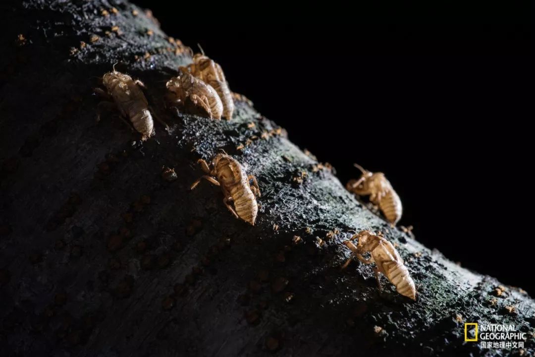 南京古寺看萤火,南京萤火虫在灵谷寺还是明孝陵