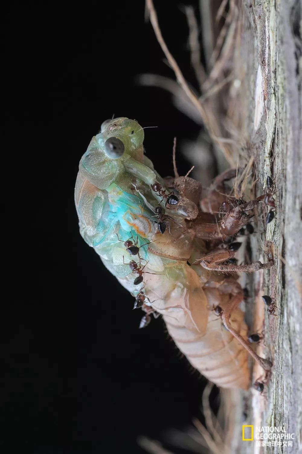 南京古寺看萤火,南京萤火虫在灵谷寺还是明孝陵