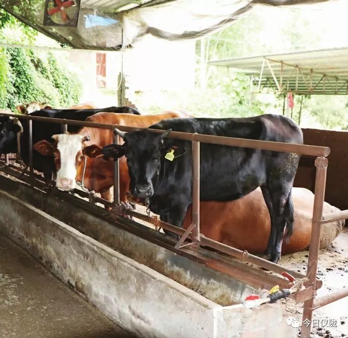 四川仪陇客家人是哪里迁入的,仪陇客家人