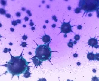 小龙虾头部黄黄的东西要处理吗,小龙虾头上黄黄的东西可以吃吗