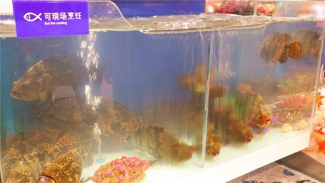 实拍！青岛第二家盒马来了，龙虾89/只、面包蟹98/只