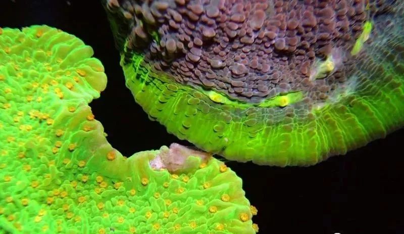 生死看淡不服就干古风打戏,生死看淡不服就干打一动物