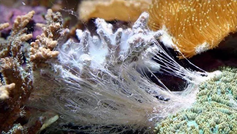 生死看淡不服就干古风打戏,生死看淡不服就干打一动物