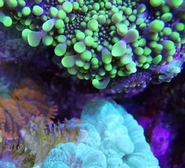 生死看淡不服就干古风打戏,生死看淡不服就干打一动物