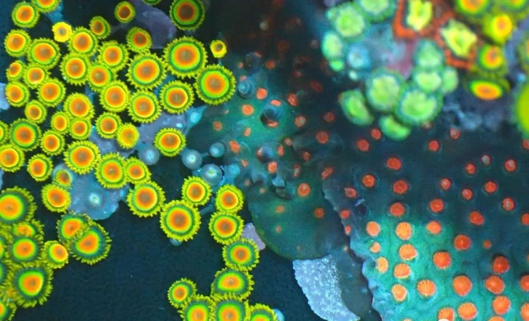 生死看淡不服就干古风打戏,生死看淡不服就干打一动物