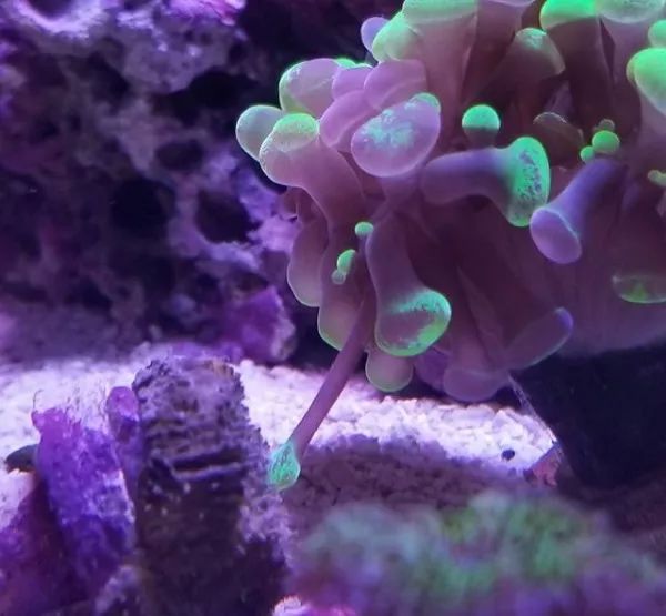 生死看淡不服就干古风打戏,生死看淡不服就干打一动物