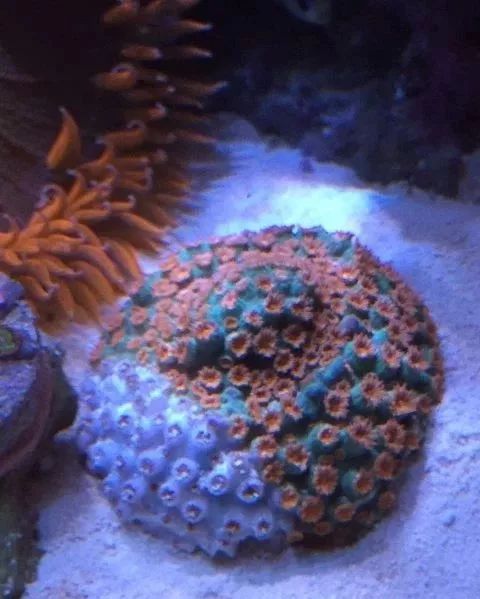 生死看淡不服就干古风打戏,生死看淡不服就干打一动物