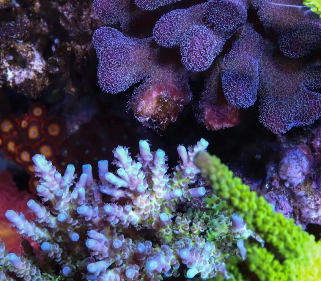 生死看淡不服就干古风打戏,生死看淡不服就干打一动物