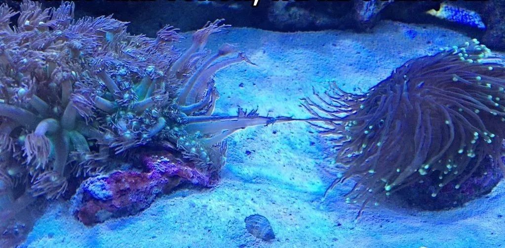 生死看淡不服就干古风打戏,生死看淡不服就干打一动物