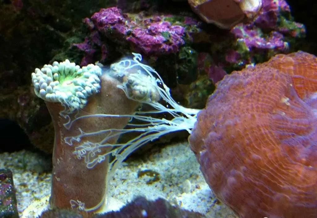 生死看淡不服就干古风打戏,生死看淡不服就干打一动物