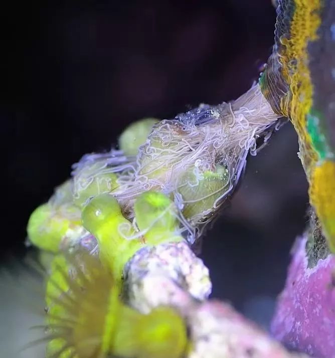 生死看淡不服就干古风打戏,生死看淡不服就干打一动物