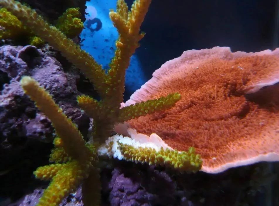 生死看淡不服就干古风打戏,生死看淡不服就干打一动物