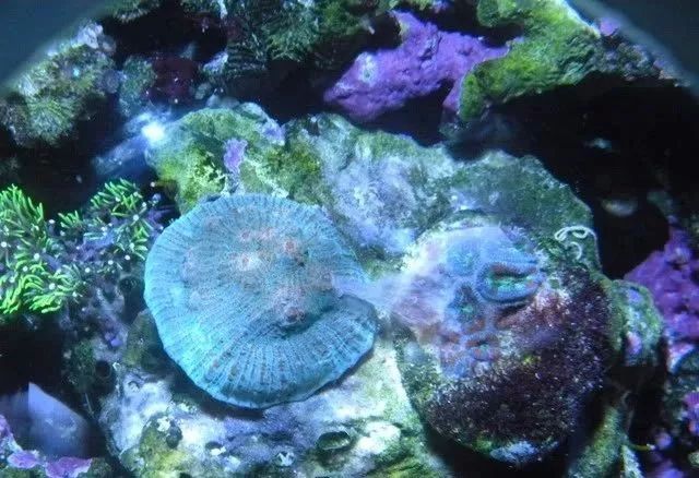 生死看淡不服就干古风打戏,生死看淡不服就干打一动物