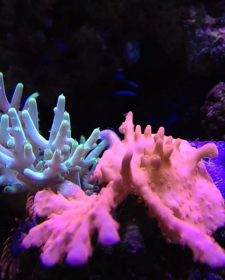 生死看淡不服就干古风打戏,生死看淡不服就干打一动物