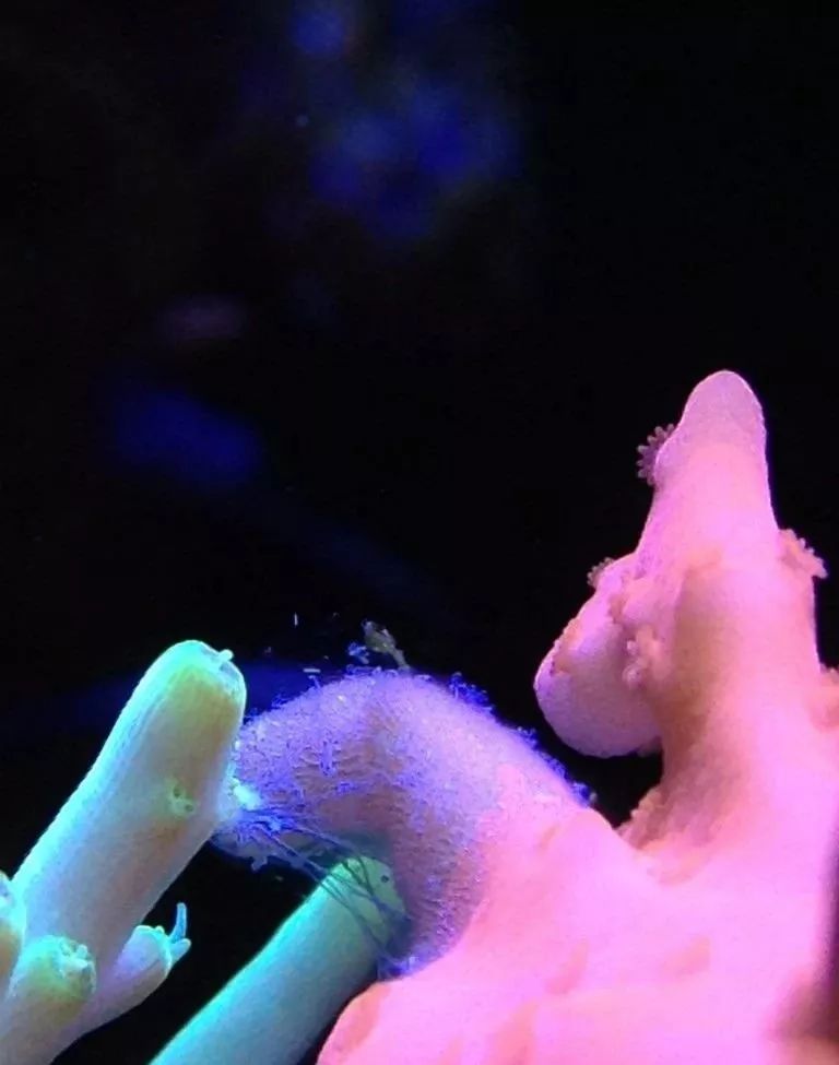 生死看淡不服就干古风打戏,生死看淡不服就干打一动物