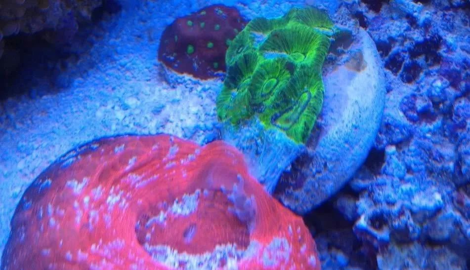 生死看淡不服就干古风打戏,生死看淡不服就干打一动物