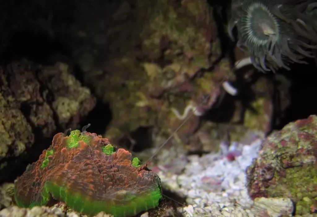 生死看淡不服就干古风打戏,生死看淡不服就干打一动物