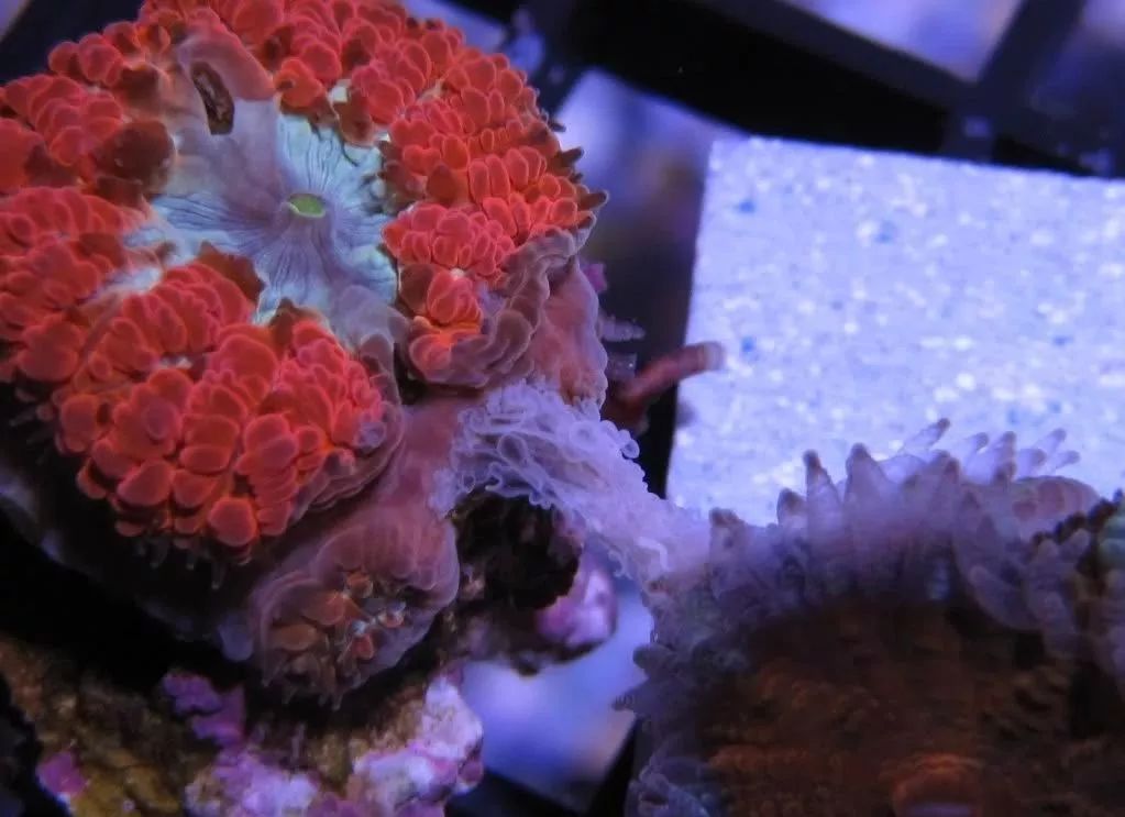 生死看淡不服就干古风打戏,生死看淡不服就干打一动物