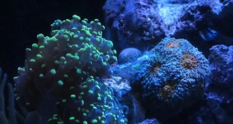 生死看淡不服就干古风打戏,生死看淡不服就干打一动物