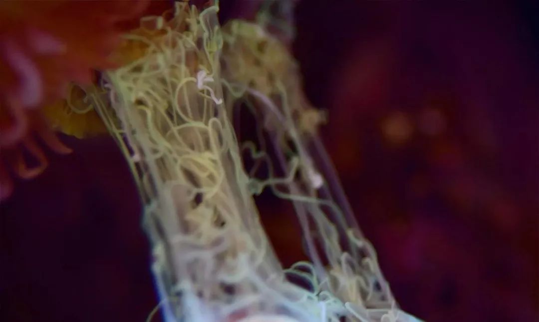 生死看淡不服就干古风打戏,生死看淡不服就干打一动物