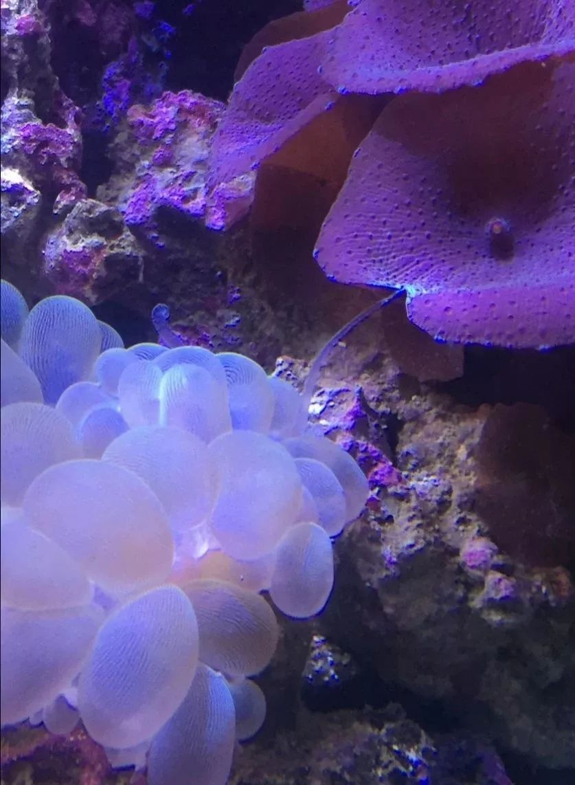 生死看淡不服就干古风打戏,生死看淡不服就干打一动物