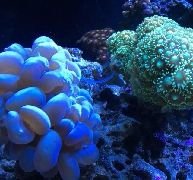 生死看淡不服就干古风打戏,生死看淡不服就干打一动物