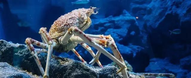 亲子游两天一夜度假酒店,五星酒店三日游