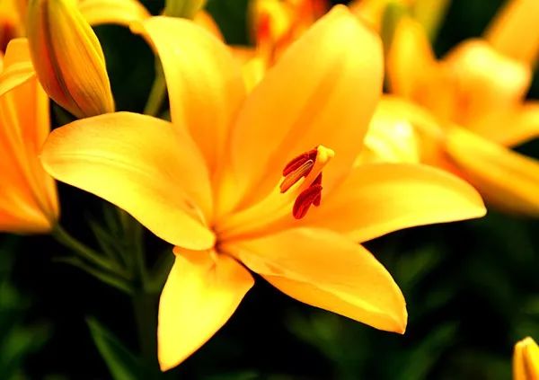 美爆了全球最美樱花,美爆长春公园的油菜花海盛放