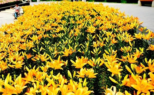 美爆了全球最美樱花,美爆长春公园的油菜花海盛放