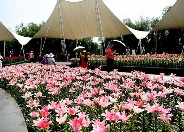 美爆了全球最美樱花,美爆长春公园的油菜花海盛放