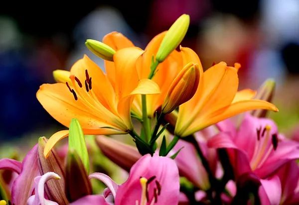 美爆了全球最美樱花,美爆长春公园的油菜花海盛放