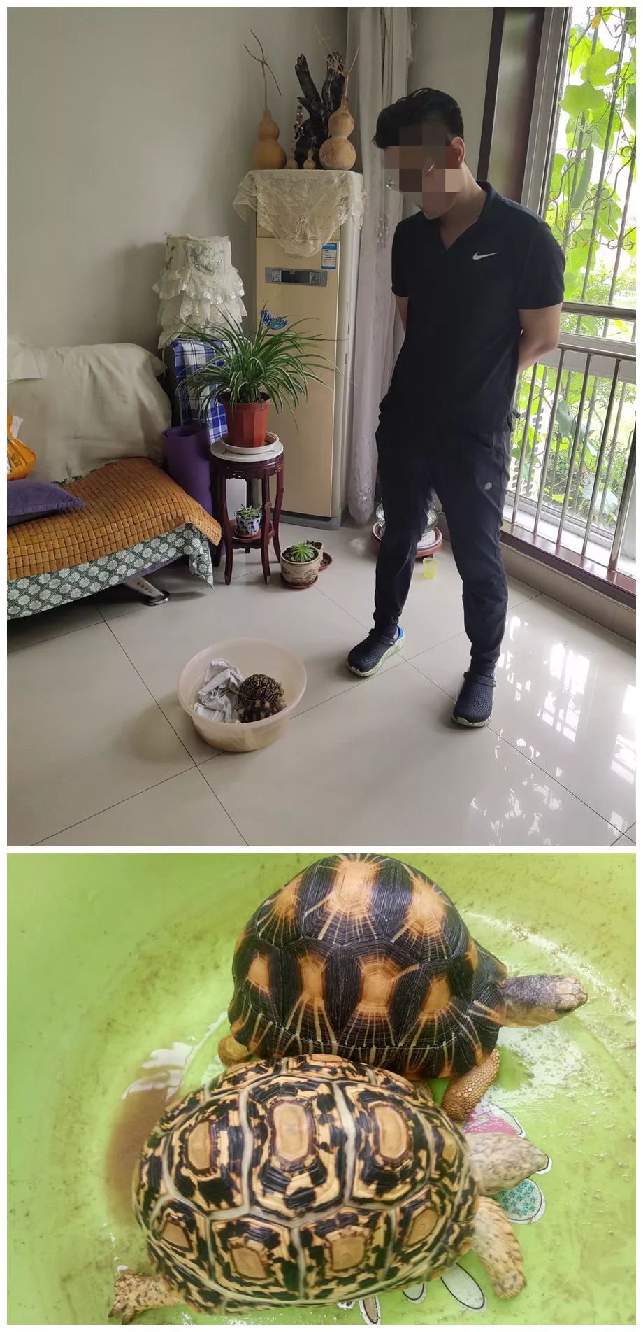 卖宠物被举报罚款,网上买宠物犯法吗