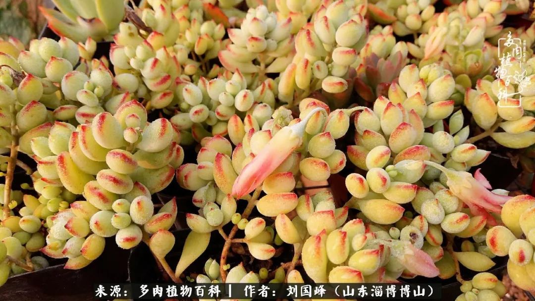 夏季多肉褪色前后对比,聊聊多肉夏季如何防护