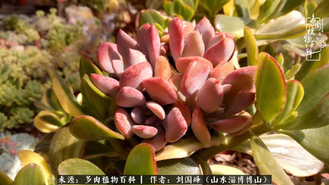 夏季多肉褪色前后对比,聊聊多肉夏季如何防护