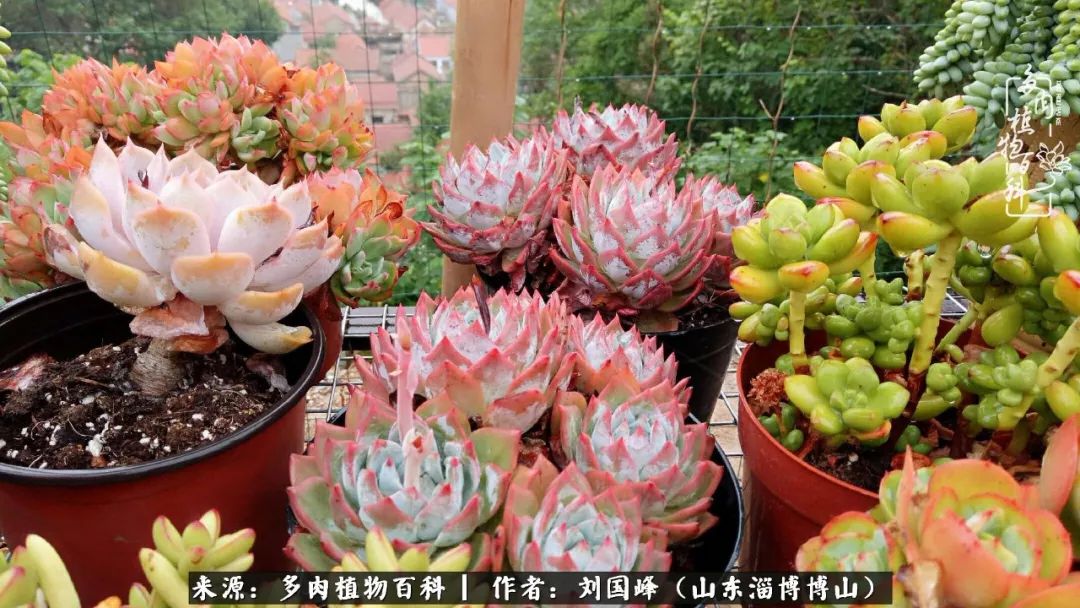 夏季多肉褪色前后对比,聊聊多肉夏季如何防护