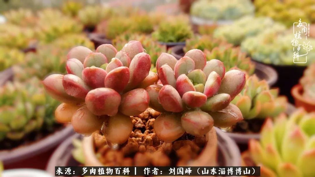 夏季多肉褪色前后对比,聊聊多肉夏季如何防护