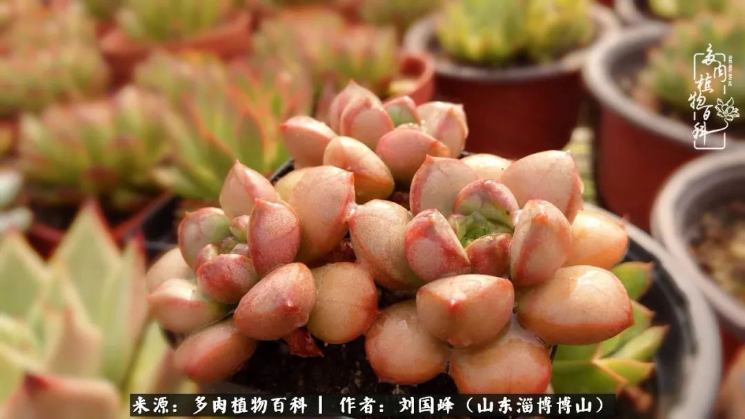 夏季多肉褪色前后对比,聊聊多肉夏季如何防护