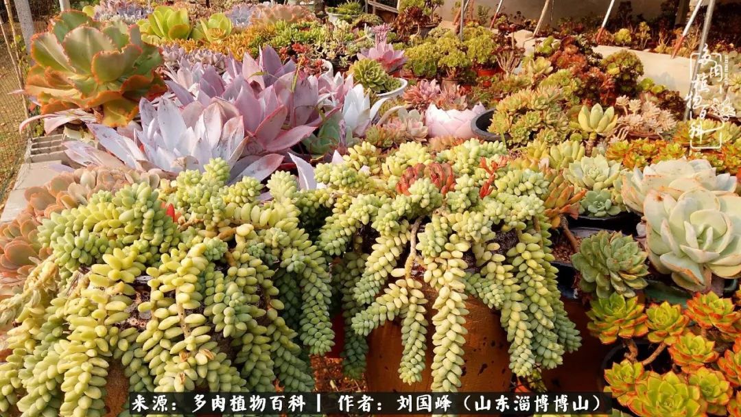 夏季多肉褪色前后对比,聊聊多肉夏季如何防护