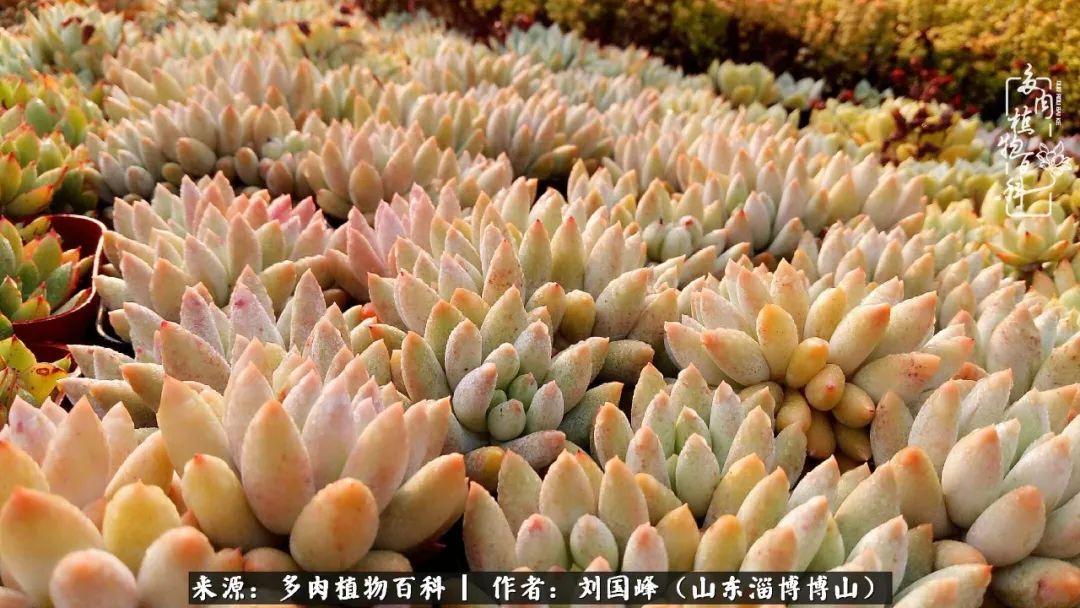 夏季多肉褪色前后对比,聊聊多肉夏季如何防护