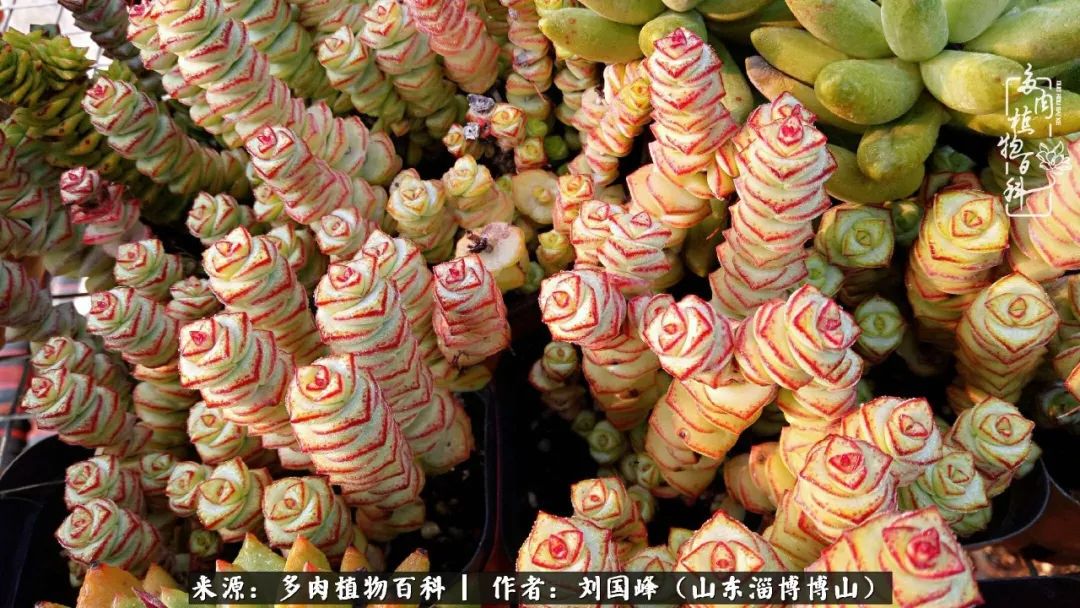 夏季多肉褪色前后对比,聊聊多肉夏季如何防护