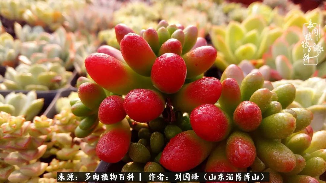 夏季多肉褪色前后对比,聊聊多肉夏季如何防护