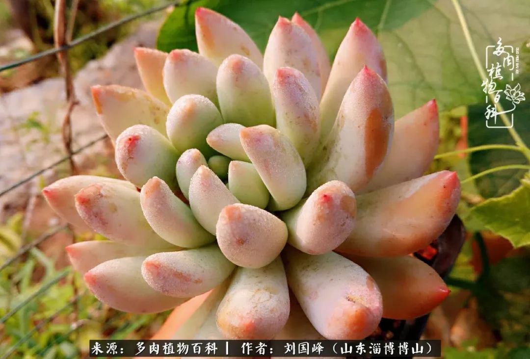 夏季多肉褪色前后对比,聊聊多肉夏季如何防护